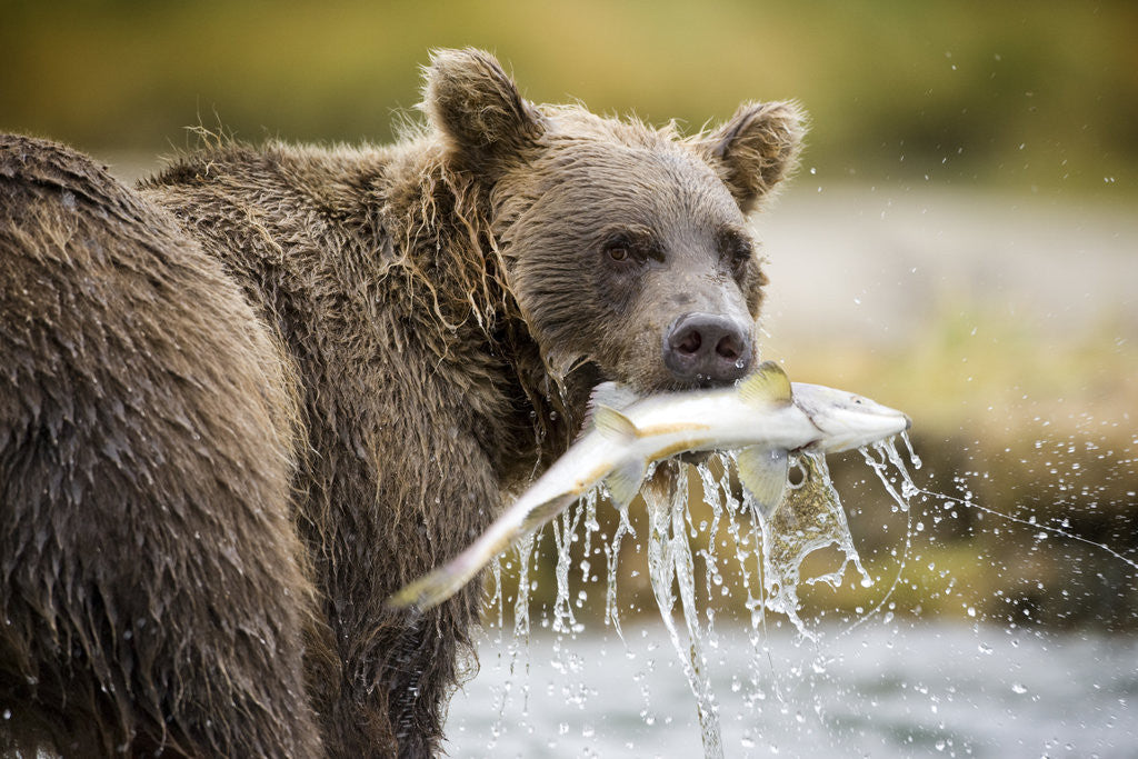 Detail of Brown Bear Bear Holding Salmon in Stream at Geographic Harbor by Corbis