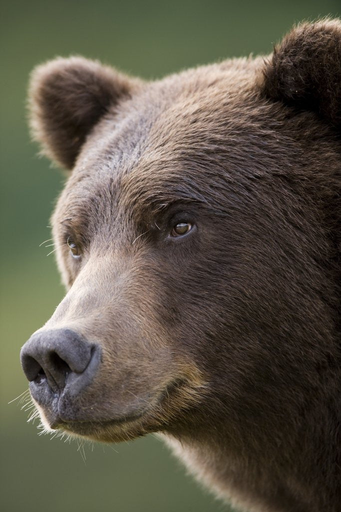 Detail of Brown Bear at Kinak Bay in Katmai National Park by Corbis