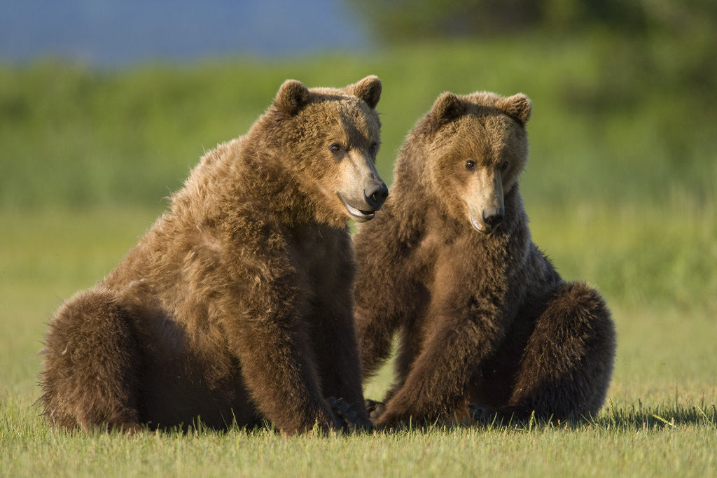 Detail of Two Brown Bears Sitting in Meadow at Hallo Bay by Corbis