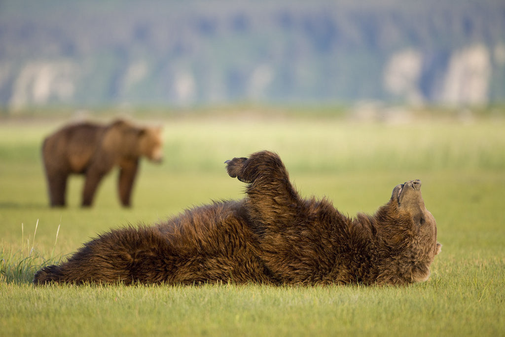 Detail of Brown Bear Lying on Back in Meadow at Hallo Bay by Corbis