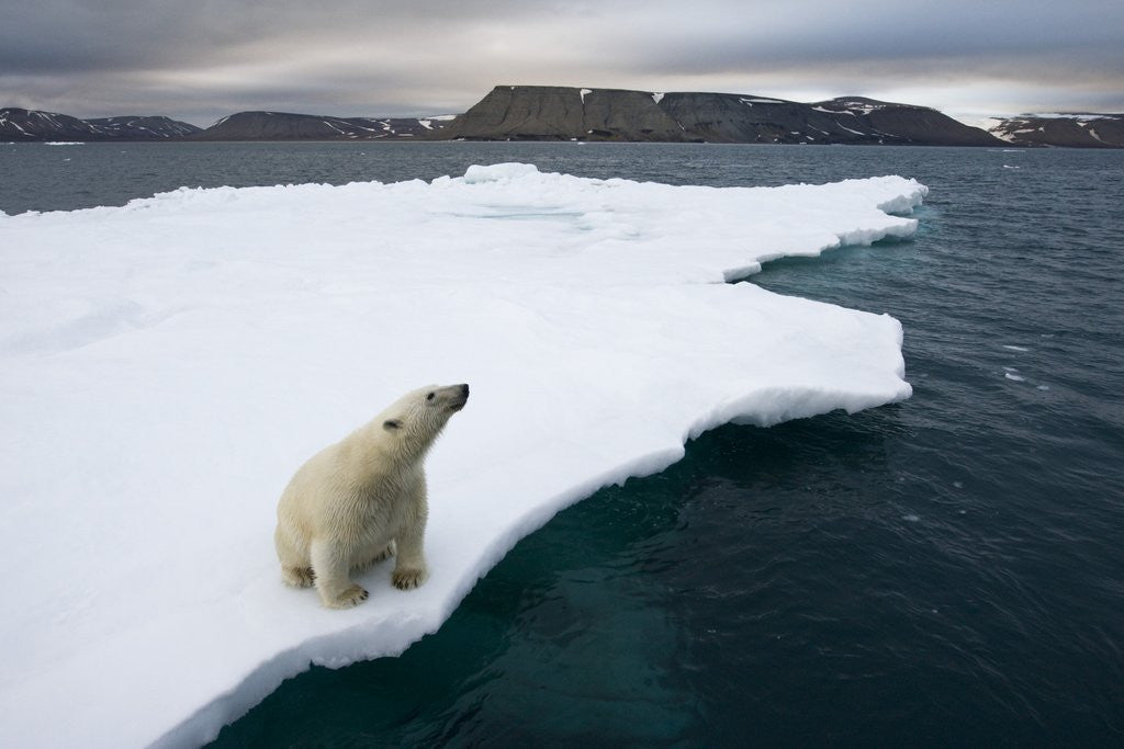 Detail of Polar Bear on Melting Iceberg in the Svalbard Islands by Corbis