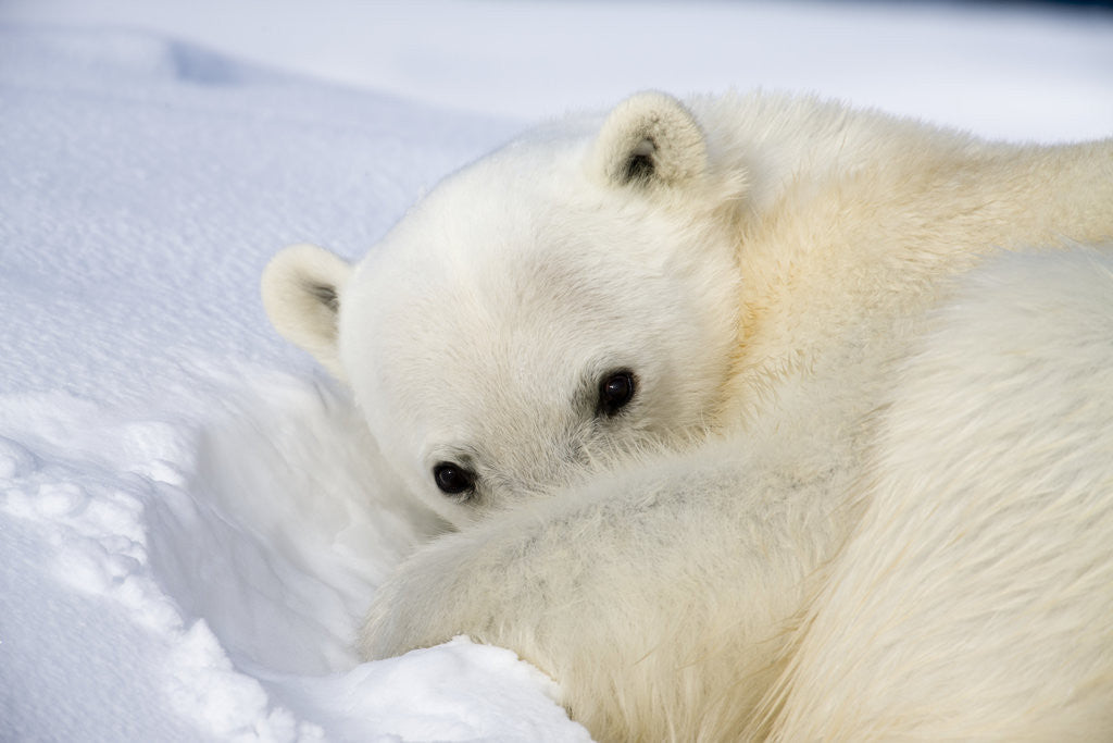 Detail of Polar Bear Curled Up on Iceberg at Spitsbergen Island by Corbis