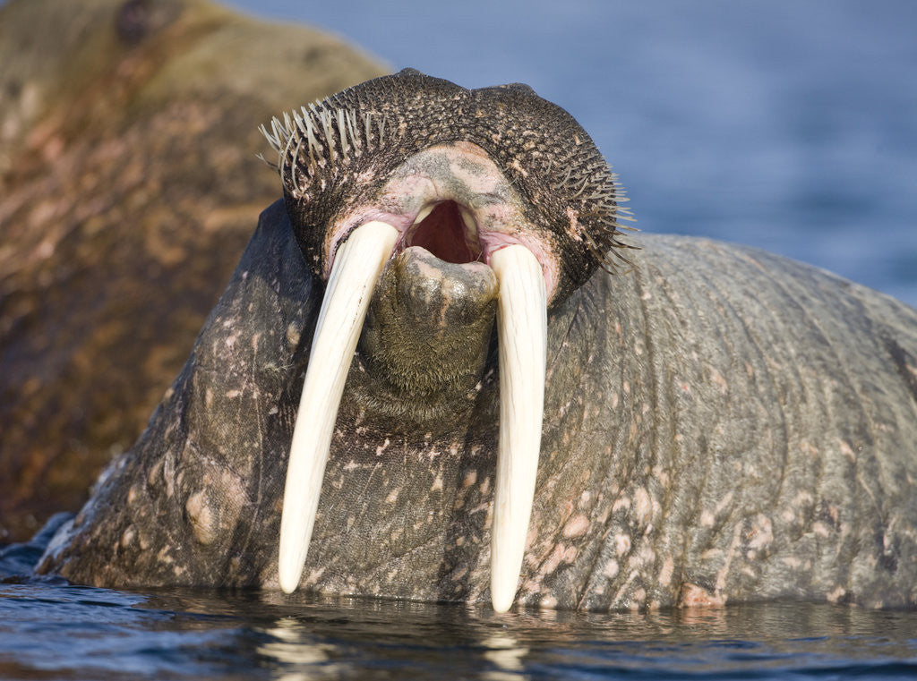 Detail of Walrus Yawning in Water Off Shore at Tiholmane Island by Corbis