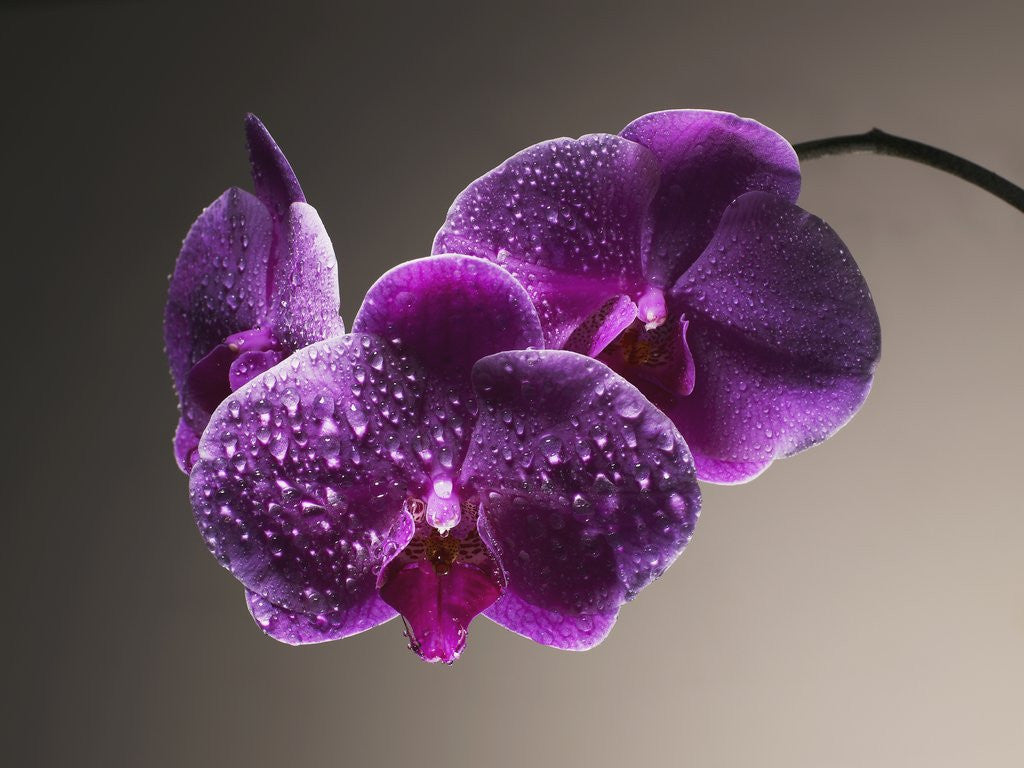 Detail of Water Drops on Orchids by Corbis