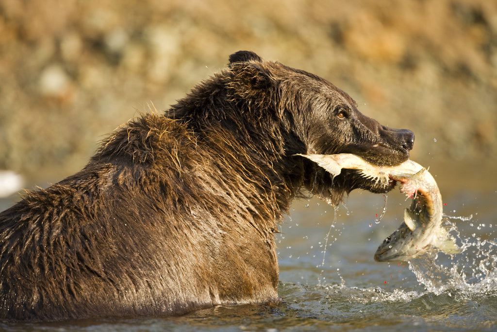 Detail of Grizzly Bear Catching Spawning Salmon at Kinak Bay by Corbis