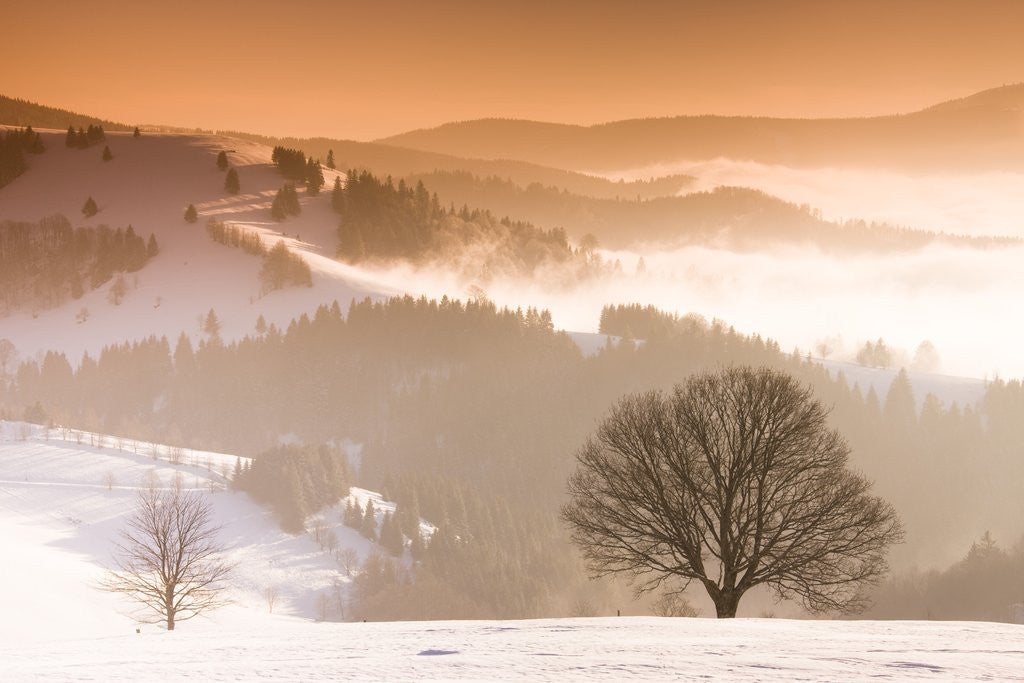 Detail of Beech trees in snow covered landscape by Corbis