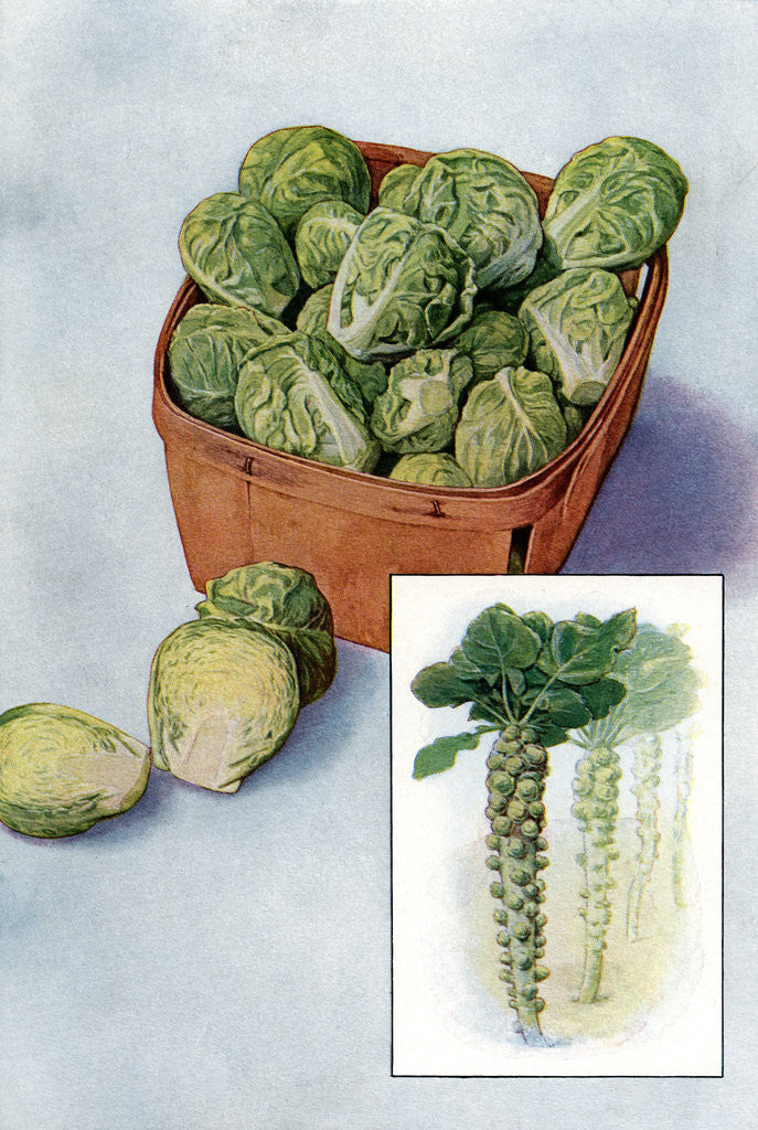 Detail of Illustration of brussels sprouts by Corbis