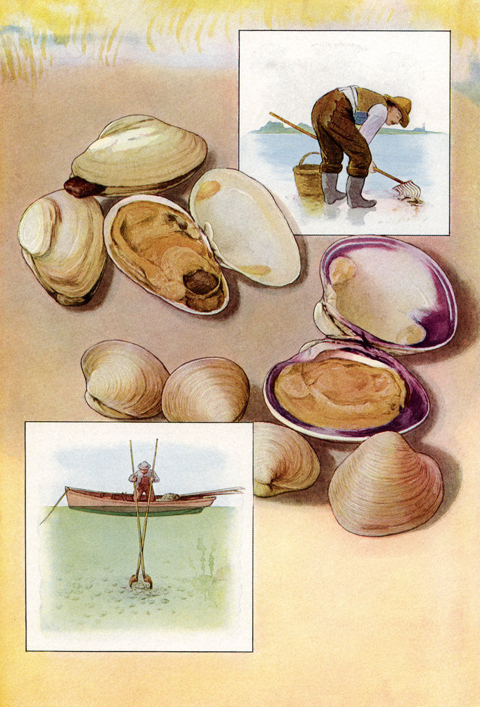 Detail of Illustration of two types of clams by Corbis