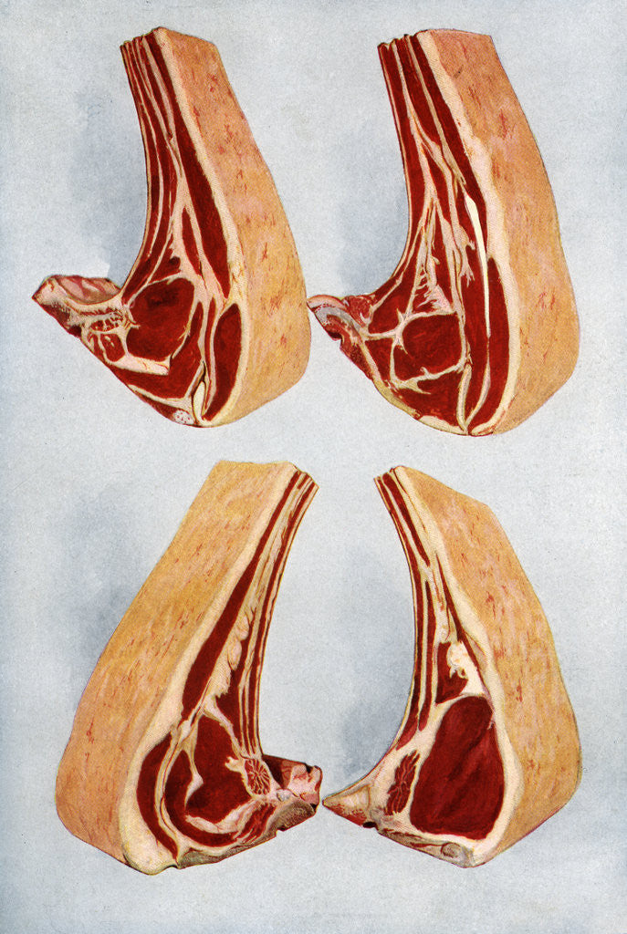 Detail of Illustration of four types of beef rib cuts by Corbis