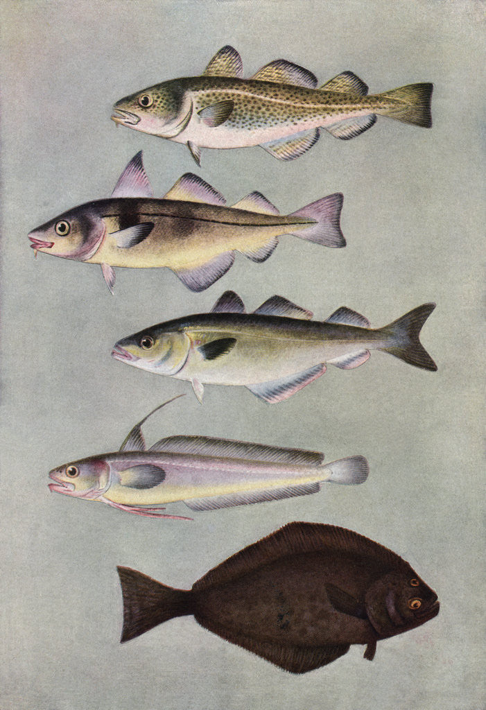 Detail of Illustration of five varities of food fishes by Corbis