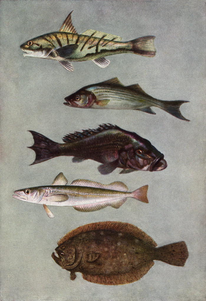 Detail of Illustration of five varities of food fishes by Corbis