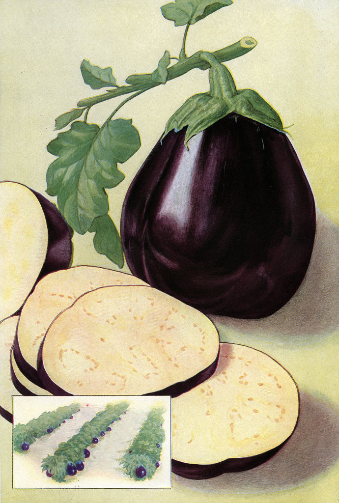 Detail of Illustration of eggplant by Corbis