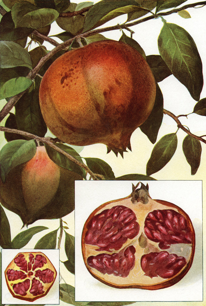 Detail of Illustration of pomegranates by Corbis