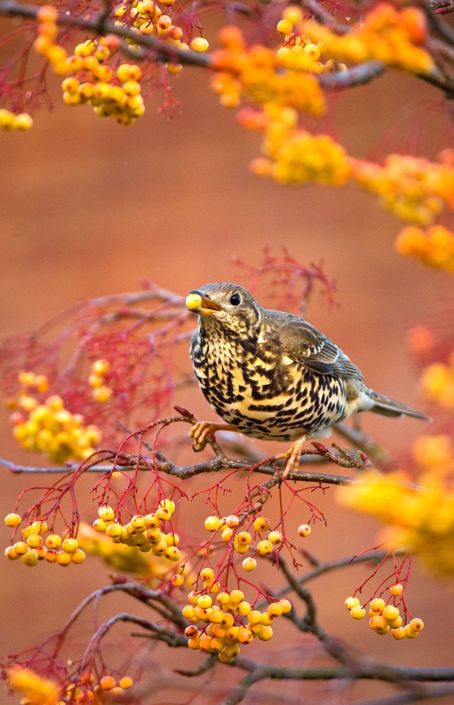 Detail of Mistle Thrush Feeding in a Rowan Tree by Corbis