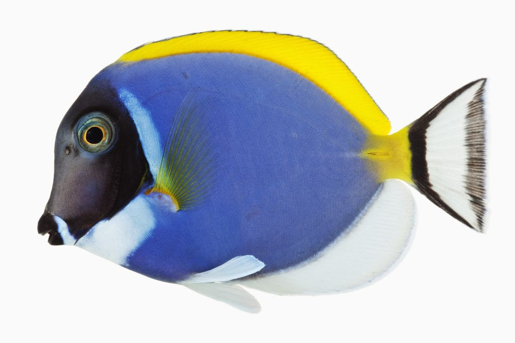 Detail of Powder blue tang by Corbis