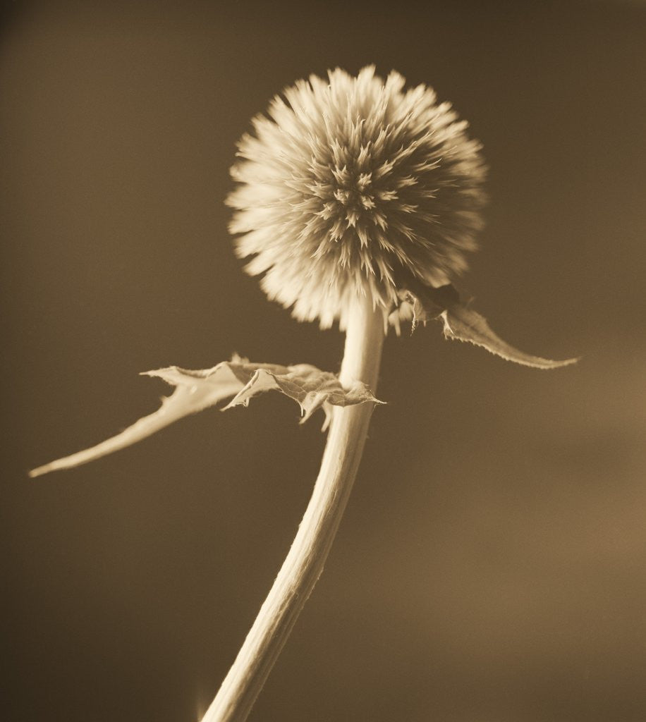 Detail of A Lone Thistle Against the Sky by Tom Marks