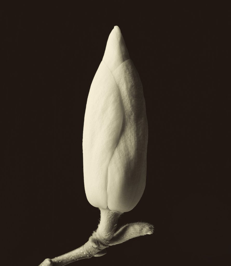 Detail of Single Magnolia Bud in Spring by Tom Marks