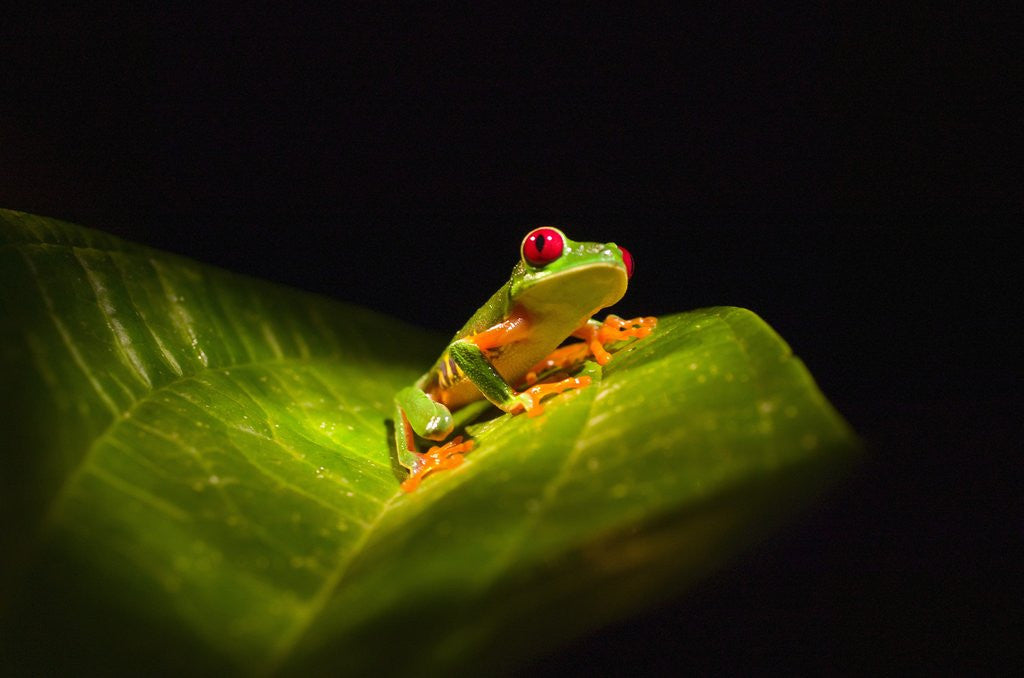 Detail of Red-eyed tree frog on leaf by Corbis