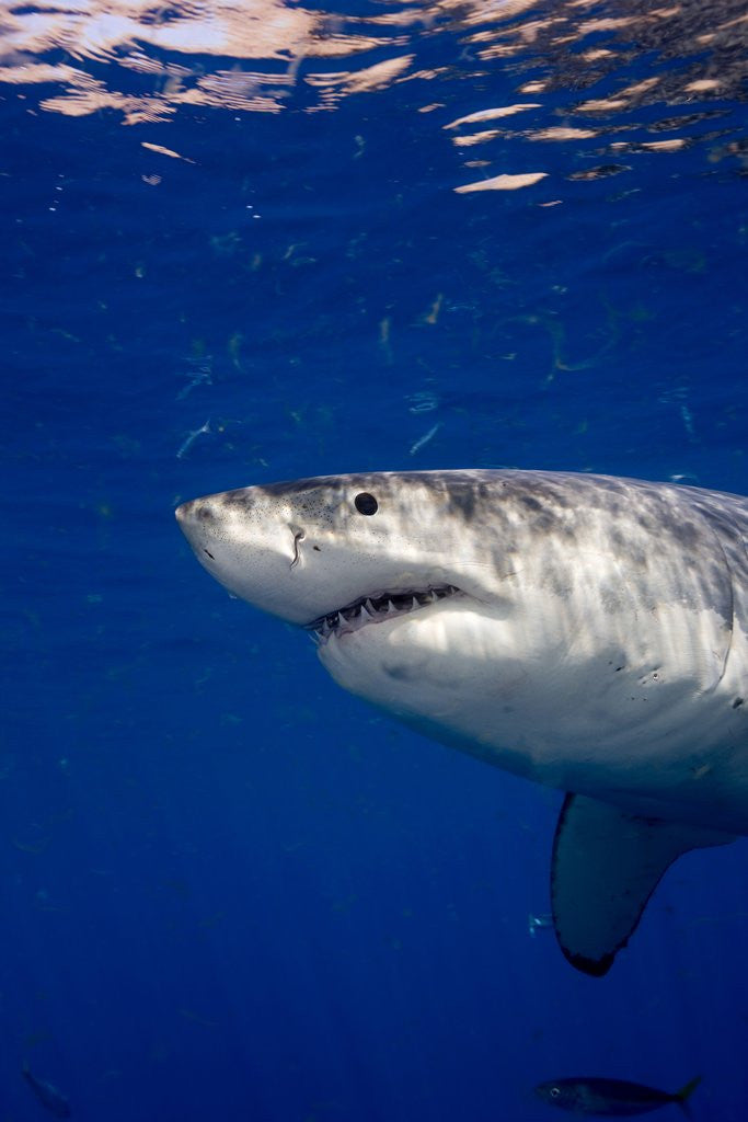 Detail of Great White Shark by Corbis