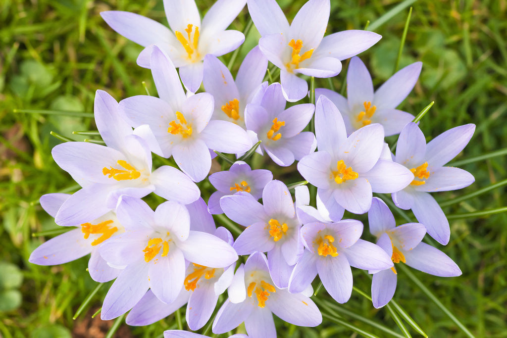 Detail of Lilac Crocus flowers by Corbis