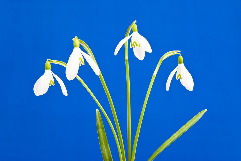 Detail of Snowdrop flowers by Corbis