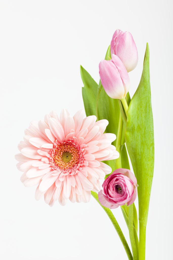 Detail of Pink Gerbera daisy, tulip and ranunculus by Corbis