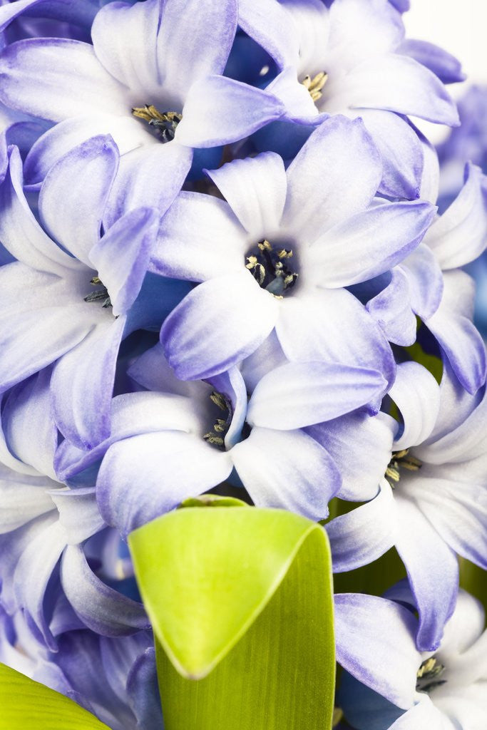 Detail of Purple hyacinth by Corbis