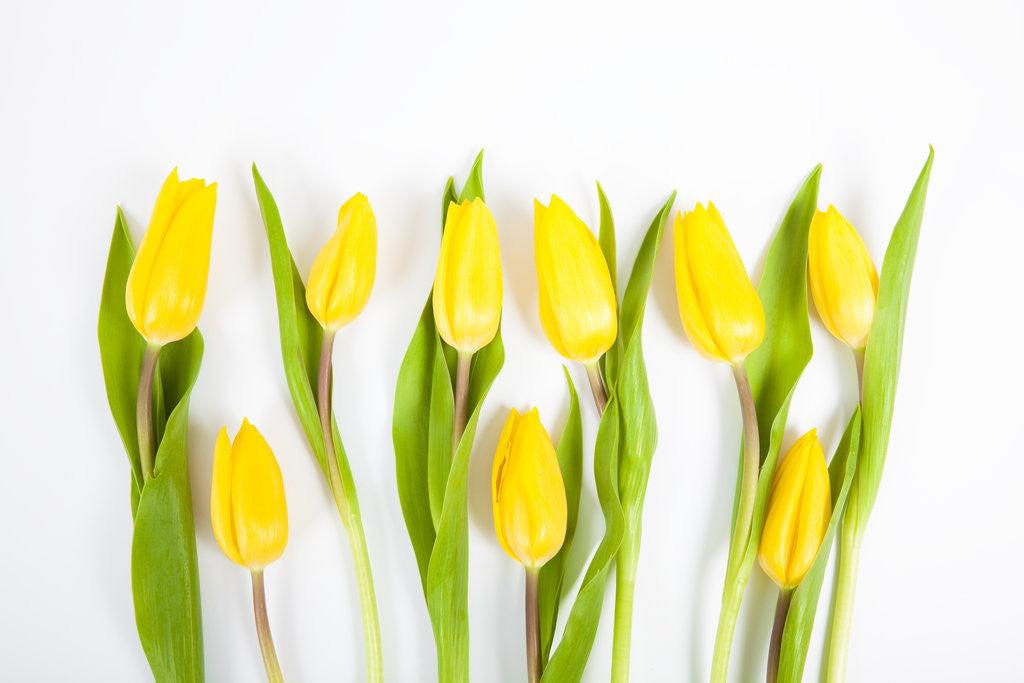 Detail of Yellow tulips by Corbis