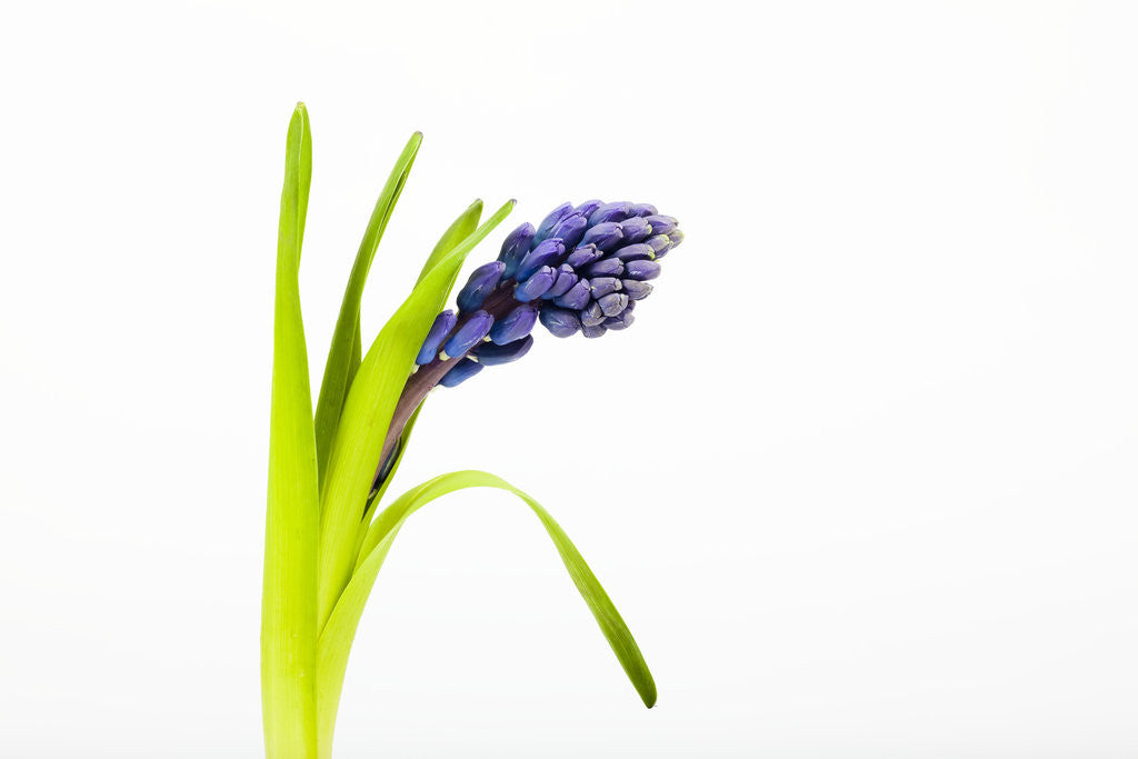 Detail of Purple hyacinth by Corbis