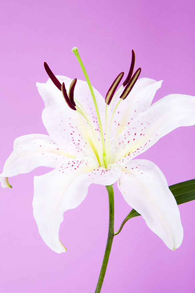 Detail of Lily flower by Corbis