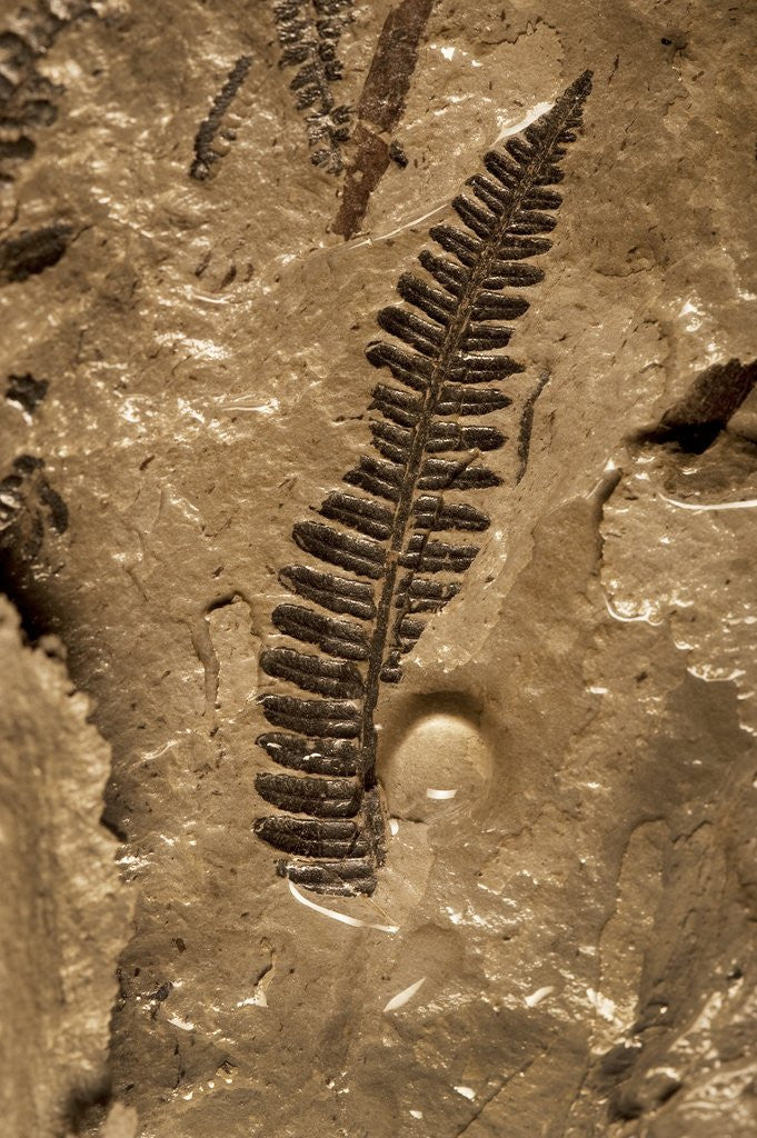 Detail of Fossil fern found in the Vermillion Grove Coal Mine in Illinois by Corbis