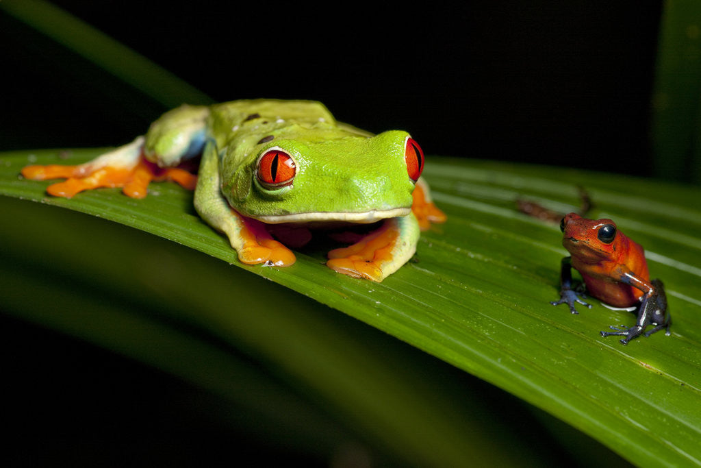 Detail of Rainforest Frogs in Costa Rica by Corbis