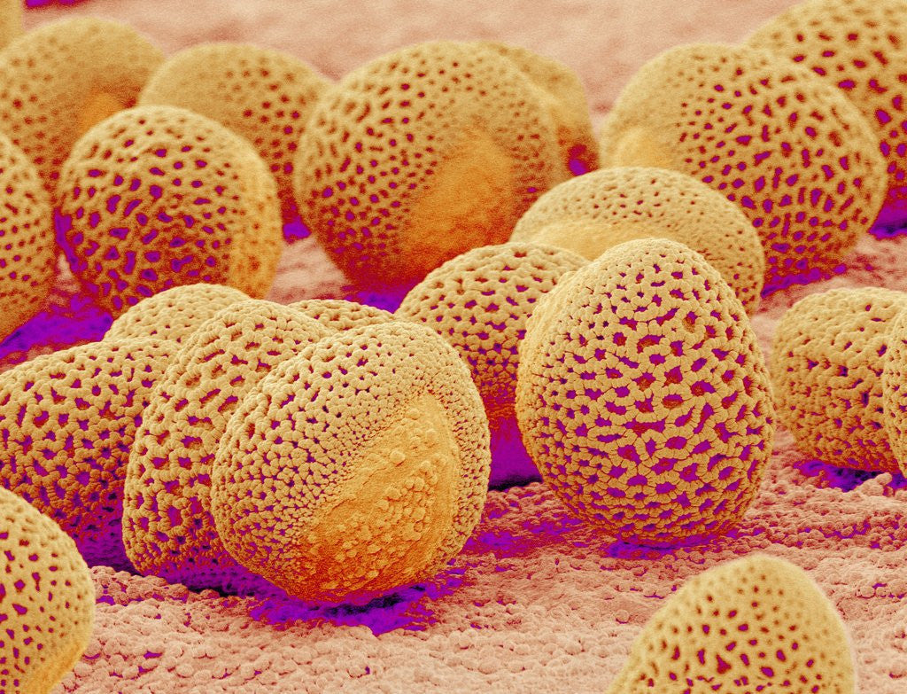 Detail of Lily pollen at a magnification of x750 by Corbis