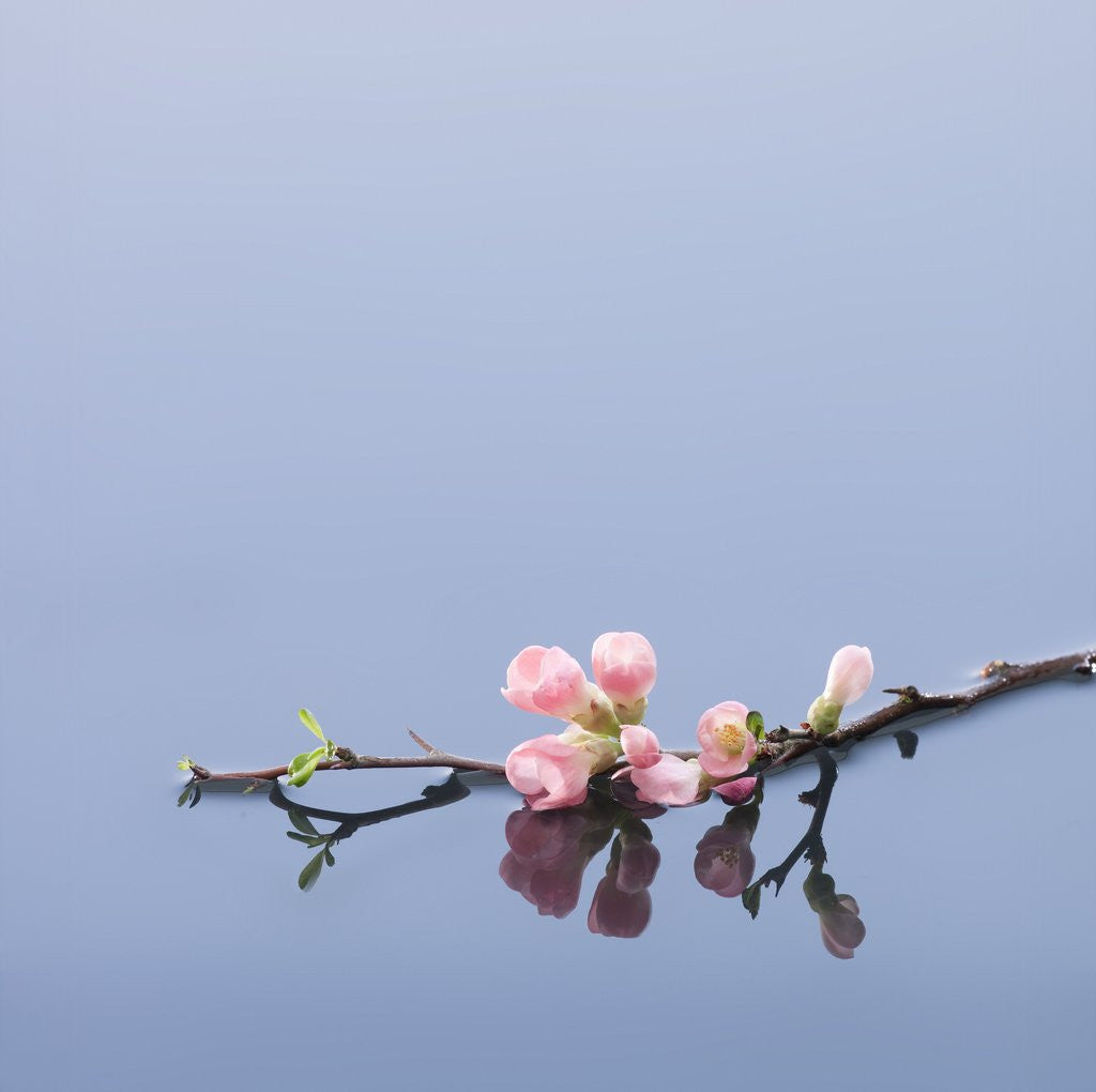 Detail of Cherry blossoms on water by Corbis