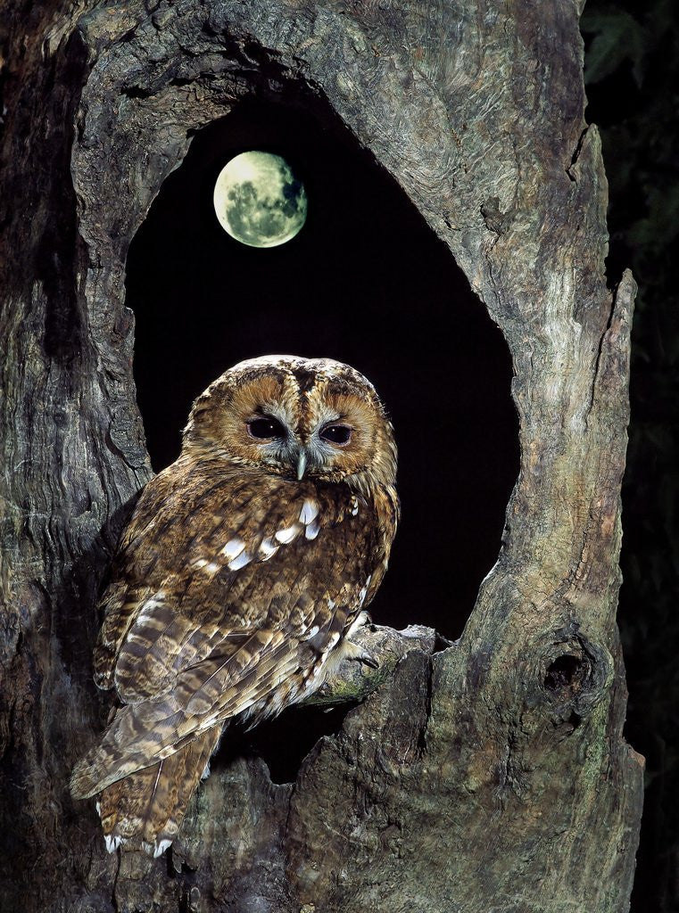 Detail of Tawny Owl perched in tree below nearly full moon by Corbis