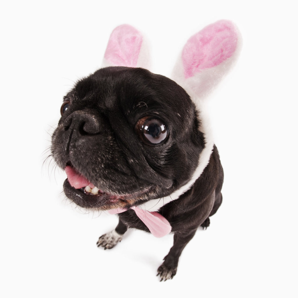 Detail of Black pug dressed with bunny ears and bow tie by Corbis