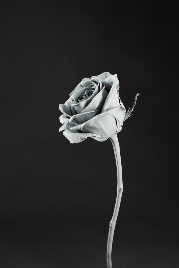 Detail of Rose blooming by Corbis