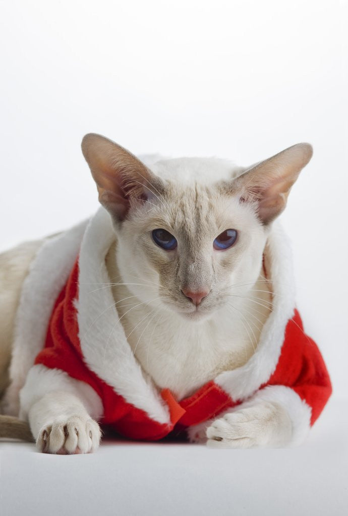 Detail of Siamese cat wearing Santa Claus costume by Corbis