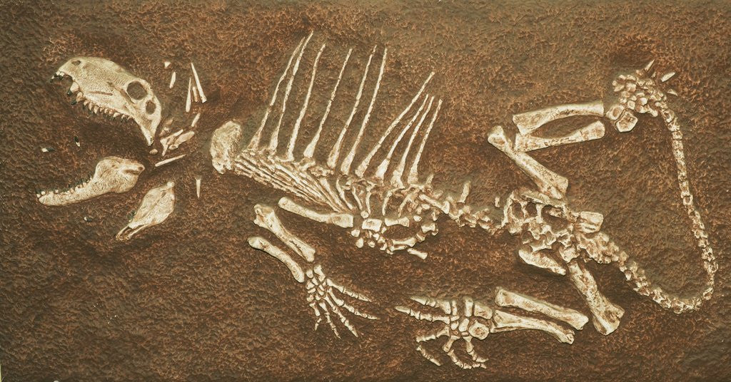 Detail of Pelycosaur fossil found in Texas by Corbis