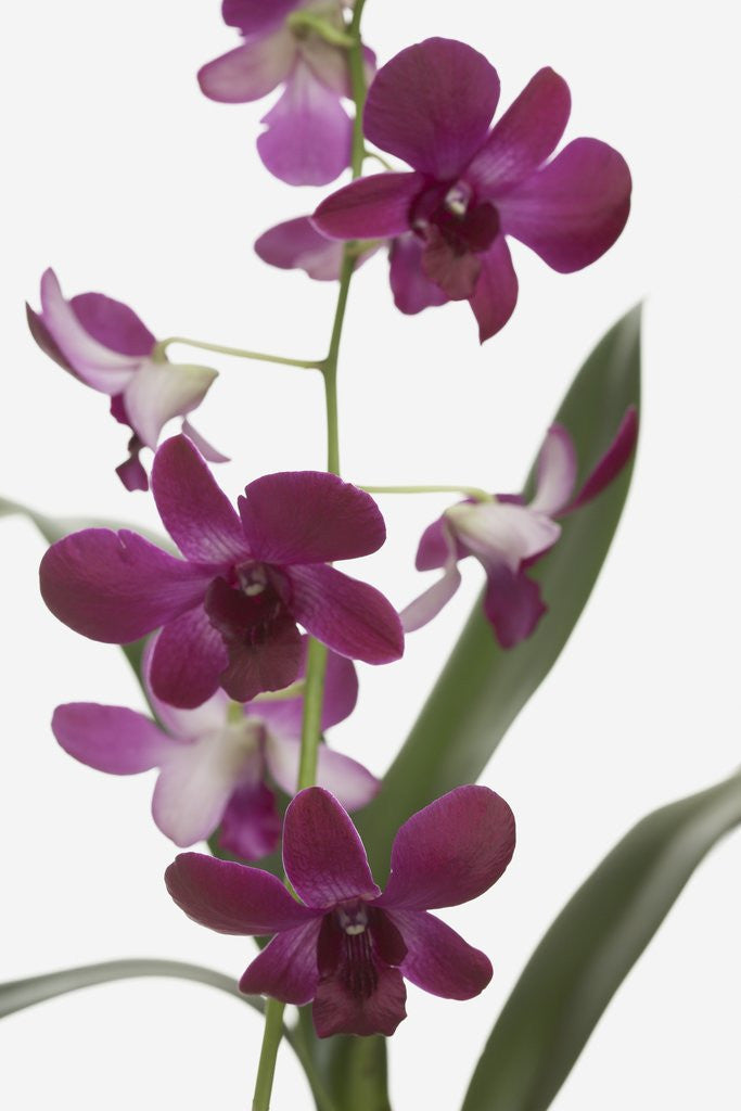 Detail of Purple Phalaenopsis orchids by Corbis