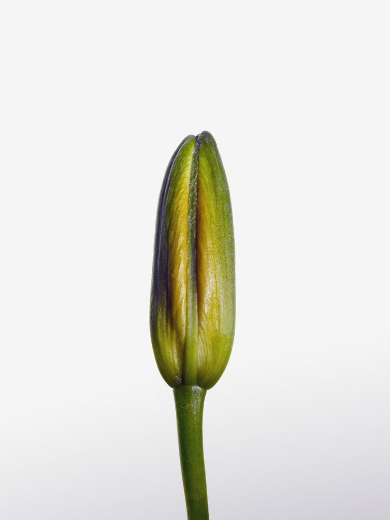 Detail of Lily bud by Corbis