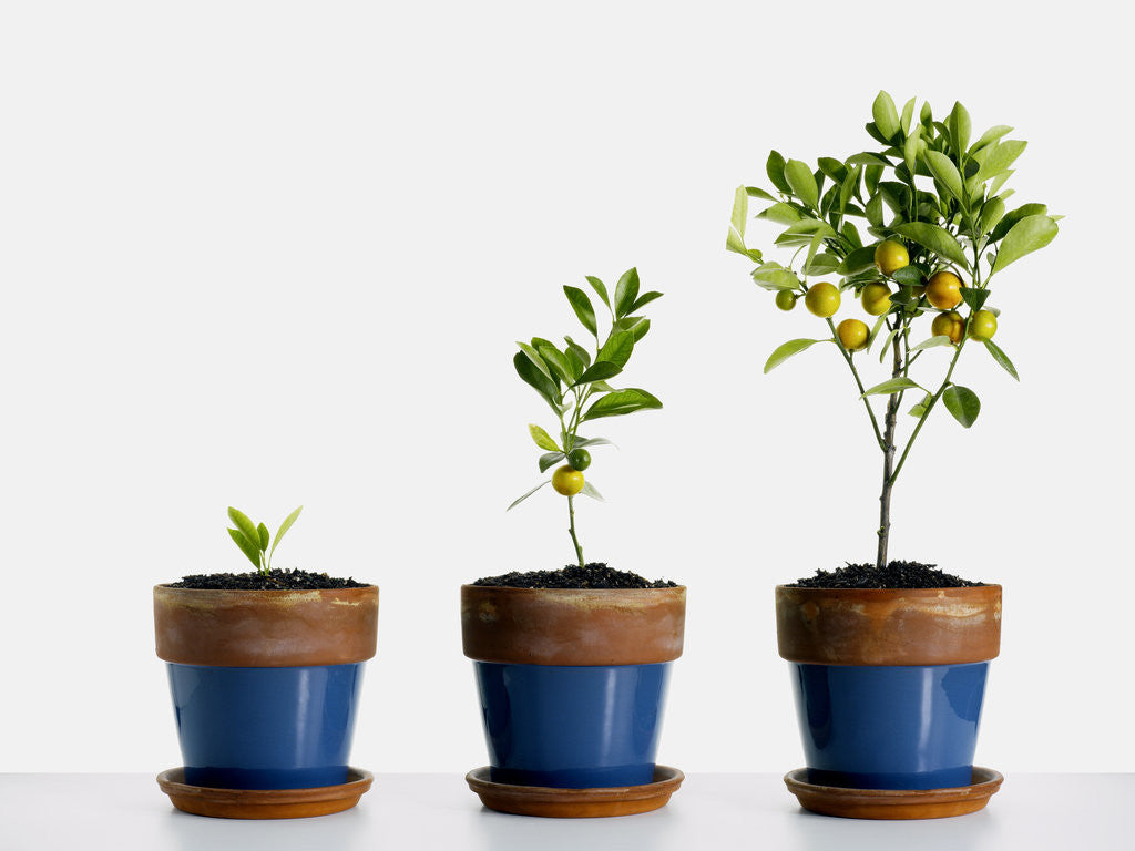 Detail of Potted orange trees by Corbis