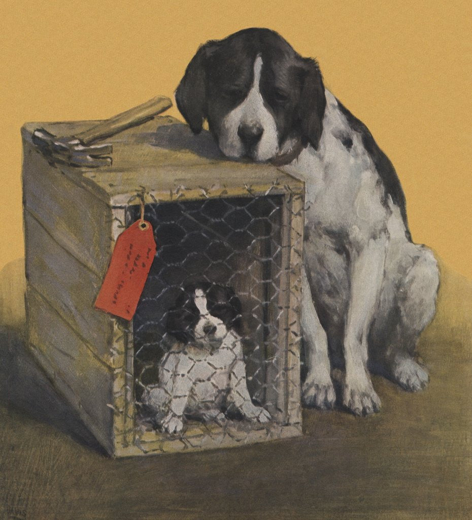 Detail of Sad mother dog with puppy in crate by Corbis