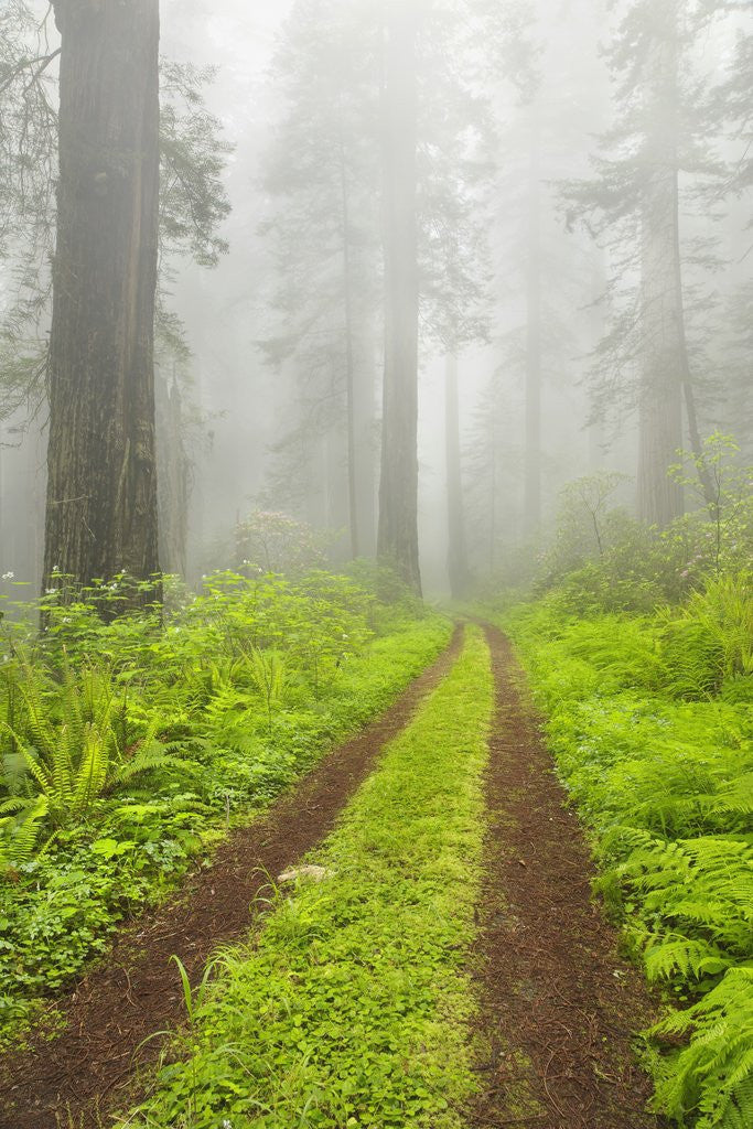 Detail of Old forest road running through towering redwood trees by Corbis