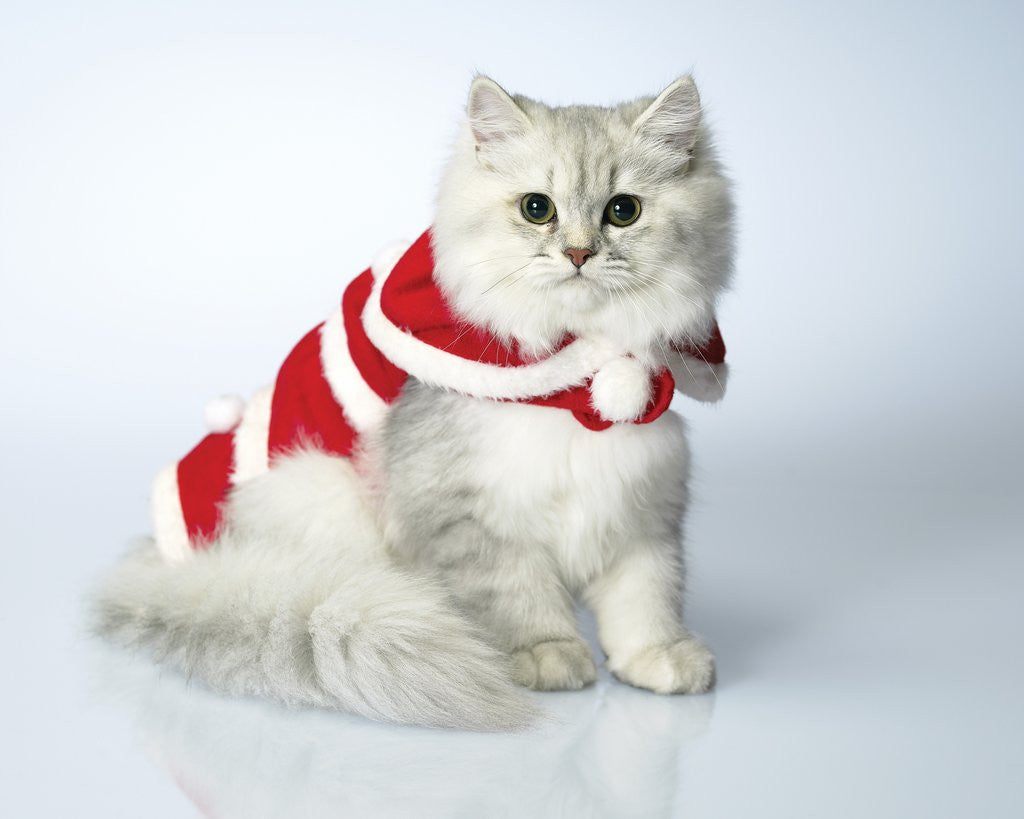 Detail of Studio shot of cat in christmas outfit by Corbis