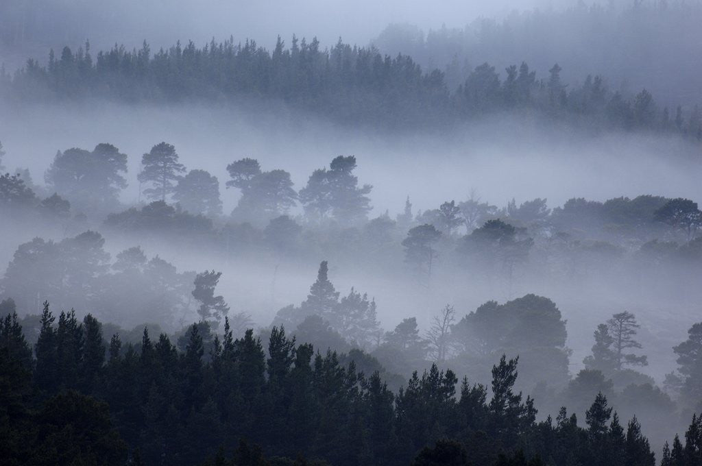 Detail of Rothiemurchus Forest in Cairngorms National Park by Corbis