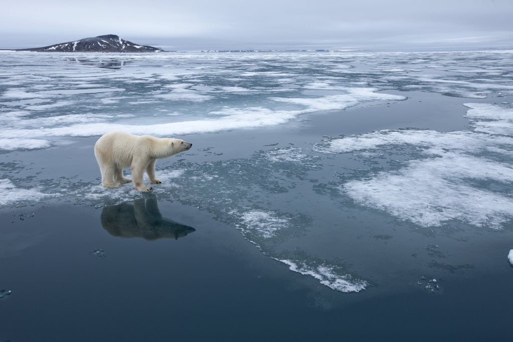 Detail of Polar Bear standing at edge of melting ice by Corbis