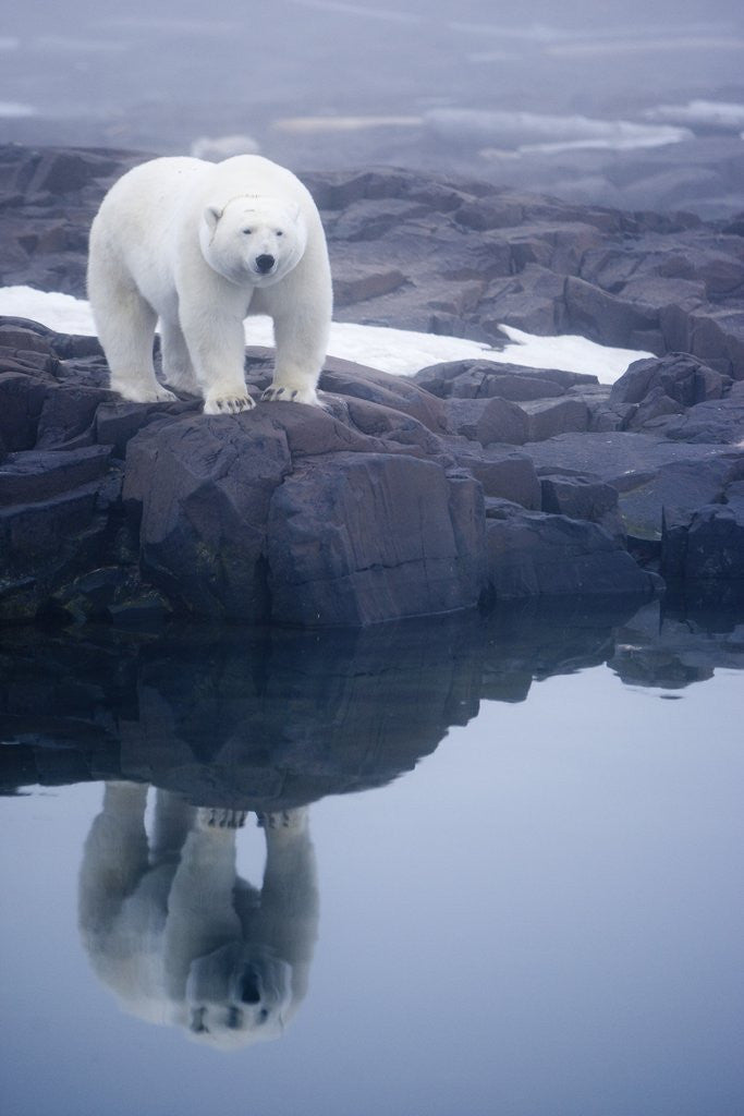 Detail of Polar Bear walking on rocky shoreline by Corbis