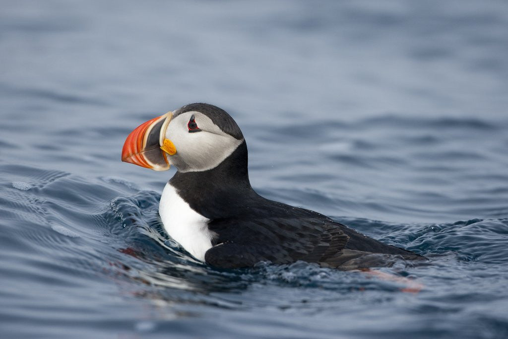 Detail of Atlantic Puffin swimming by Corbis