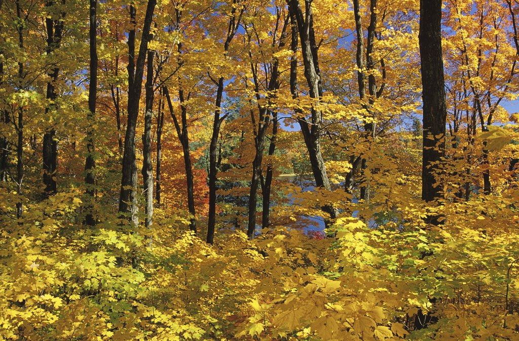 Detail of Fall Colors in Gatineau Park, Quebec, Canada by Corbis